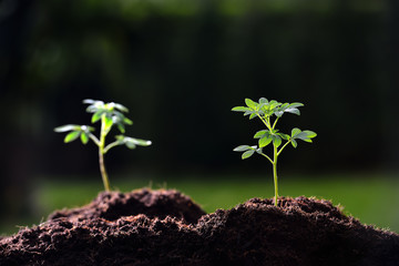 Young plants in the morning light( focus on right plant )