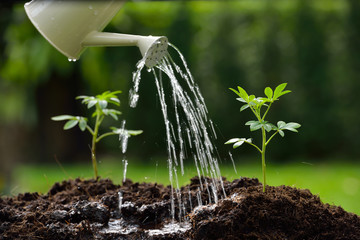 Sprouts watered from a watering can( focus on right plant )