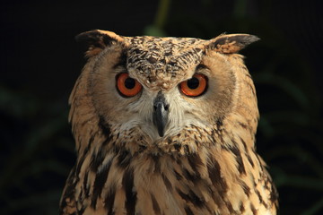 Eurasian eagle owl