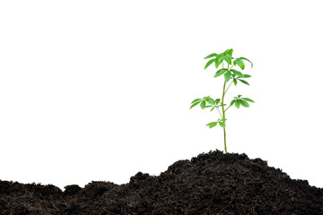 Young plant new life,isolated on white background
