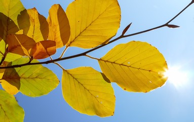 Bunter Herbstblätter im Sonnenlicht