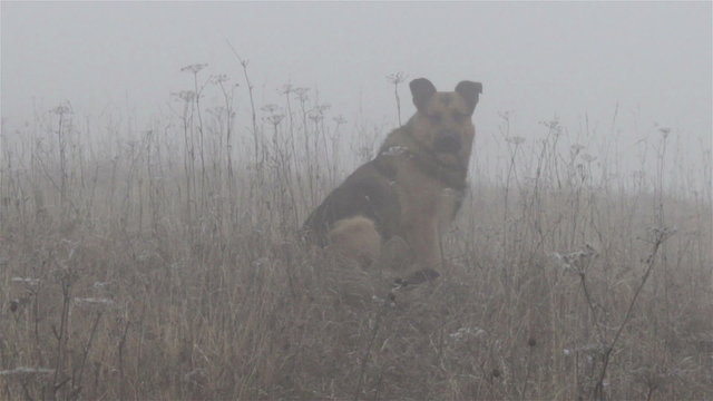 Dog in the Fog/German shepherd sitting in the morning mist outdoors in dry grass and hunting