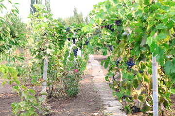 Fototapeta na wymiar Grapes valley in the winery garden outdoors