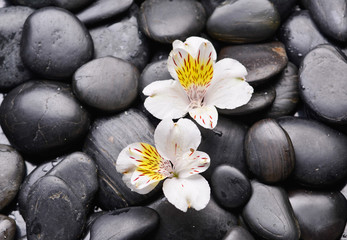 Fototapeta na wymiar Two white orchid on black stones 