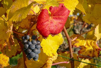 Weintrauben im Herbst