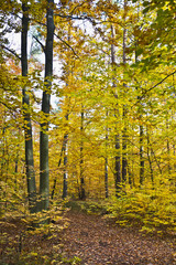 Las w pięknych jesiennych kolorach w pogodny dzień. Pięknie wybarwione jesienne liście na drzewach.