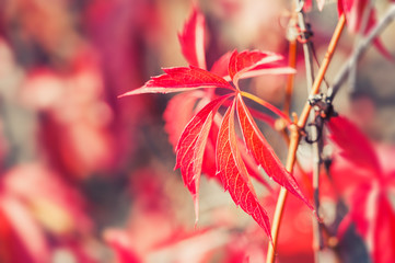Macro image of red autumn leaves