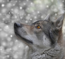 Portrait of wolf/Portrait of wolf on snow background. Digital retouch.