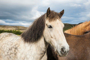 Icelandic horses in nature