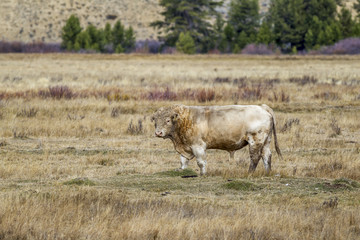 Bull in the field.