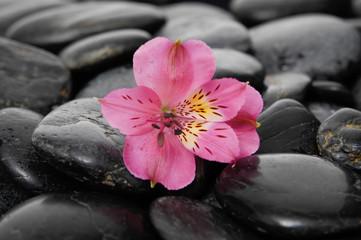 Fototapeta na wymiar Pink orchid on zen black stones 