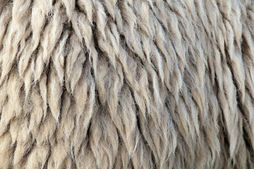 Sheepskin/Dirty sheepskin use as background.
