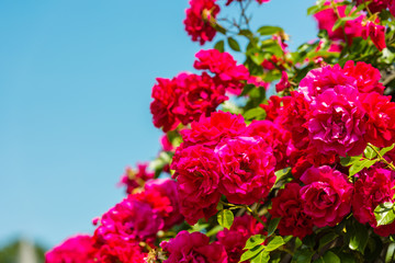 Bush of beautiful roses in a garden
