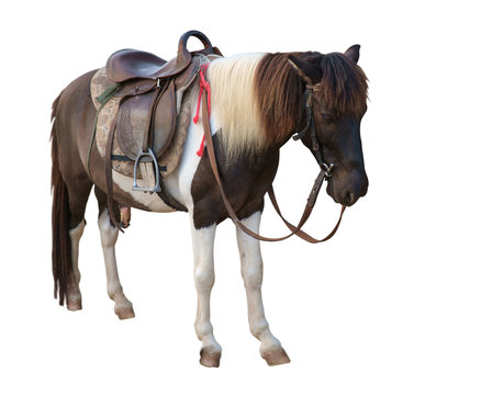 Mini Dwarf Horse/Mini Dwarf Horse On White Background.