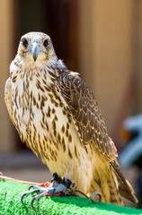 Dubai, a folcon of a breeding in the outskirts of the city