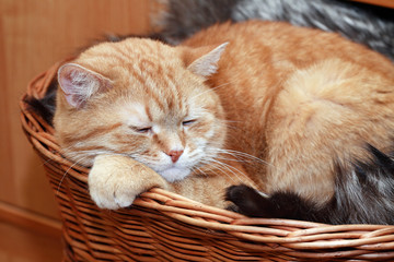 Naklejka na ściany i meble Ginger Cat In Basket