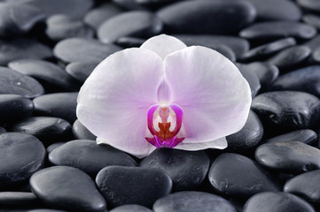 White orchid on zen black stones 