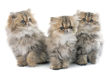 persian kitten © cynoclub