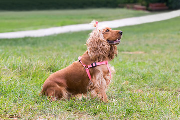 Portrait of a cocker spaniel  dog at a park.
