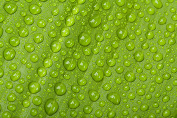 water drops on green plant leaf