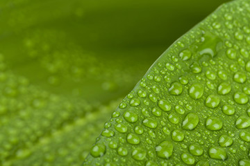 water drops on green plant leaf