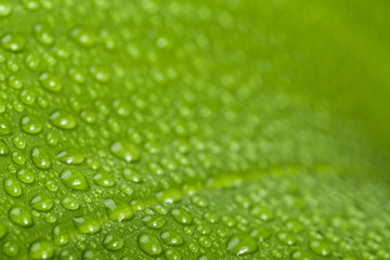 water drops on green plant leaf