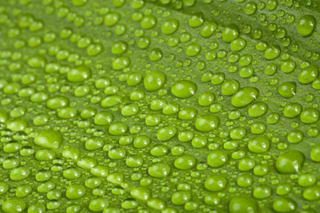 Plakat water drops on green plant leaf