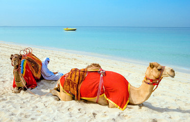 Dubaï, chameaux sur la plage de l& 39 Oasis resort dans le nouveau quartier de la Marina