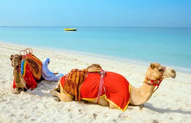 Photo sur Plexiglas Chameau Dubaï, chameaux sur la plage de l& 39 Oasis resort dans le nouveau quartier de la Marina