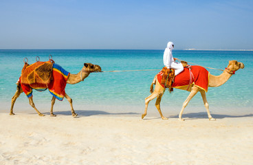 Dubai, kamelen op het strand van het Oasis resort in het nieuwe Marinakwartier