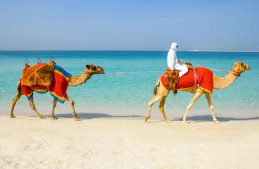 Fotobehang Kameel Dubai, kamelen op het strand van het Oasis resort in het nieuwe Marinakwartier