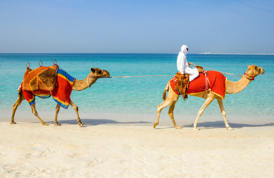 Dubai, camels on the  beach of the Oasis resort in the new Marina quarter