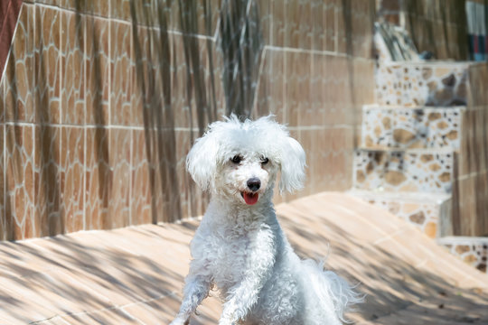 Small dog  caniche portrait.
