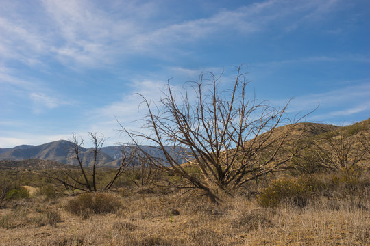 Charred Brush in Drought