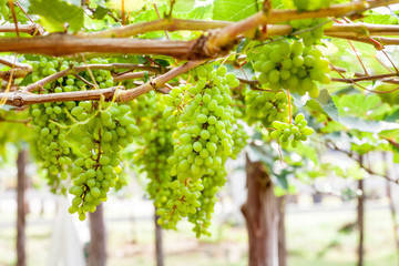 grape tree in the garden