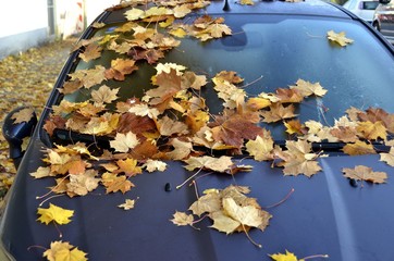 Herbstlaub auf Auto