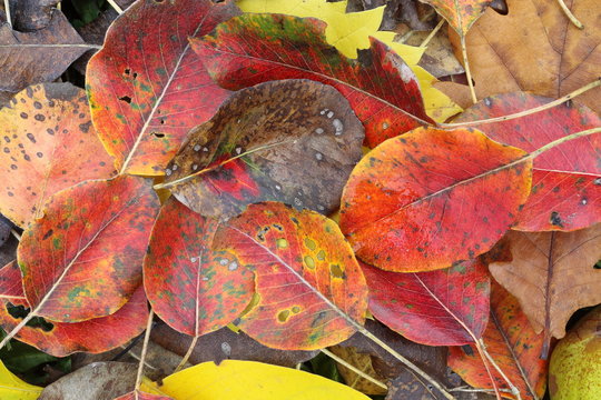 Buntes Herbstlaub, überwiegend Birnenblätter