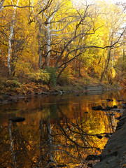 Autumn forest with river. Park in fall