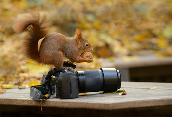 Eichhörnchen mit Nuss auf Kamera