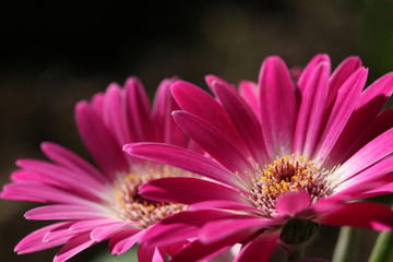 pink and white gerbera close up #3