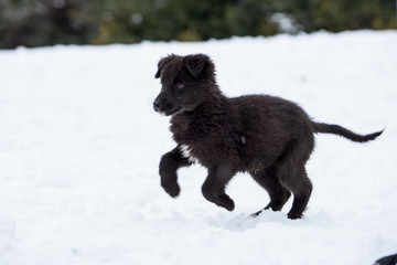 Puppy playing in the snow