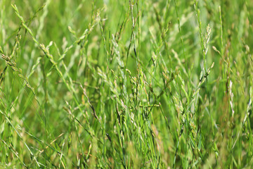 Fototapeta na wymiar Close up view of wild green grass at sunny summer day