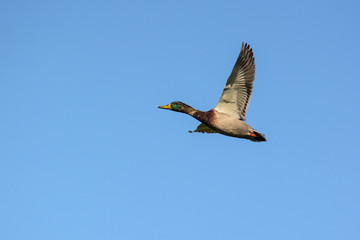 Germano reale (Anas platyrhyinchos) in volo