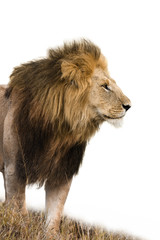 Fototapeta premium Portrait of a male lion isolated on white