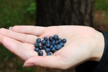 Fresh blueberries in woman palm in summer forest