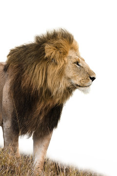 Portrait of a male lion isolated on white