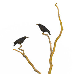 Dead tree with crows isolated on white