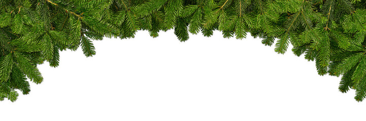 fir branches isolated on white background