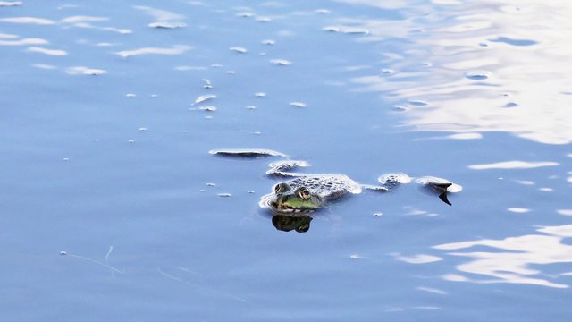 green water frog lying in the water 