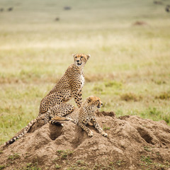 Cheetah in nature